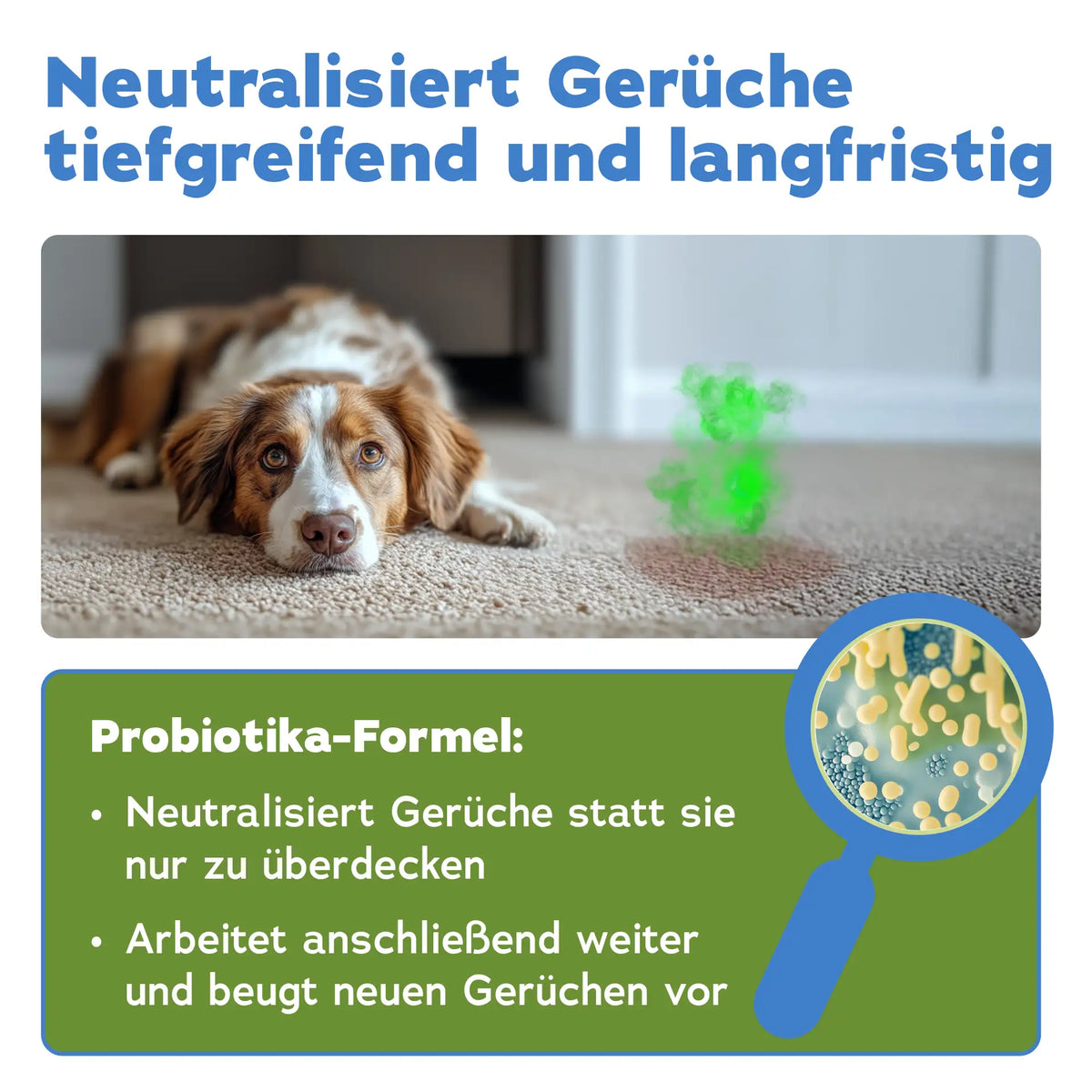 Geruchsentferner-Set Hund (3-teilig)